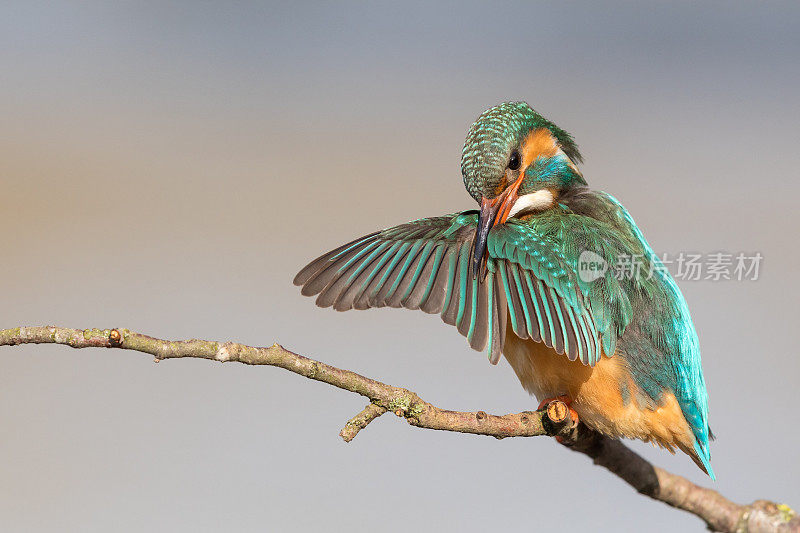 雌翠鸟(Alcedo atthis)